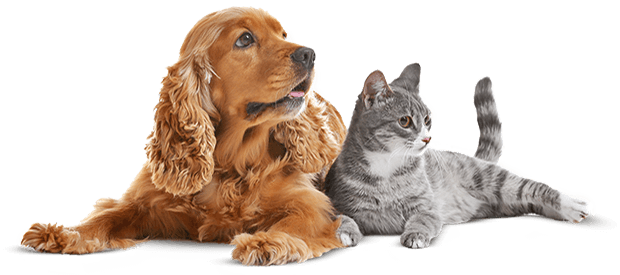https://exoticsrwithus.gmfusion.pt/wp-content/uploads/2019/08/cat_dog.png