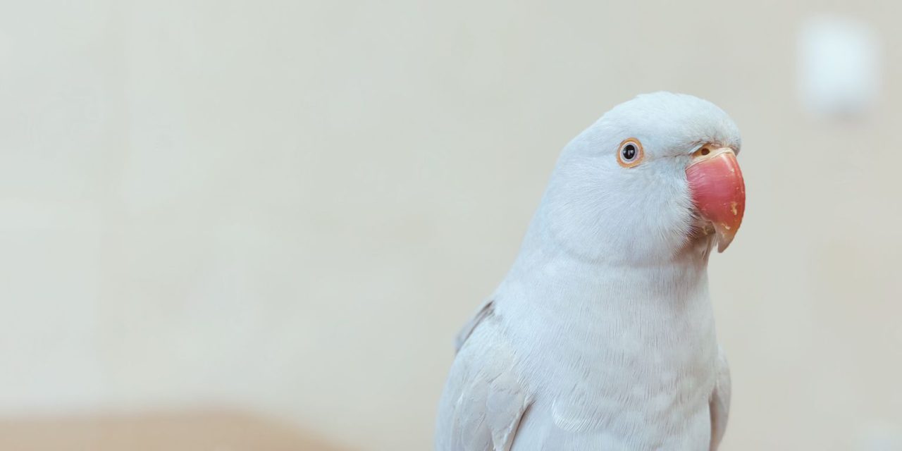 Aves no hotel: o que esperar e como facilitar o processo