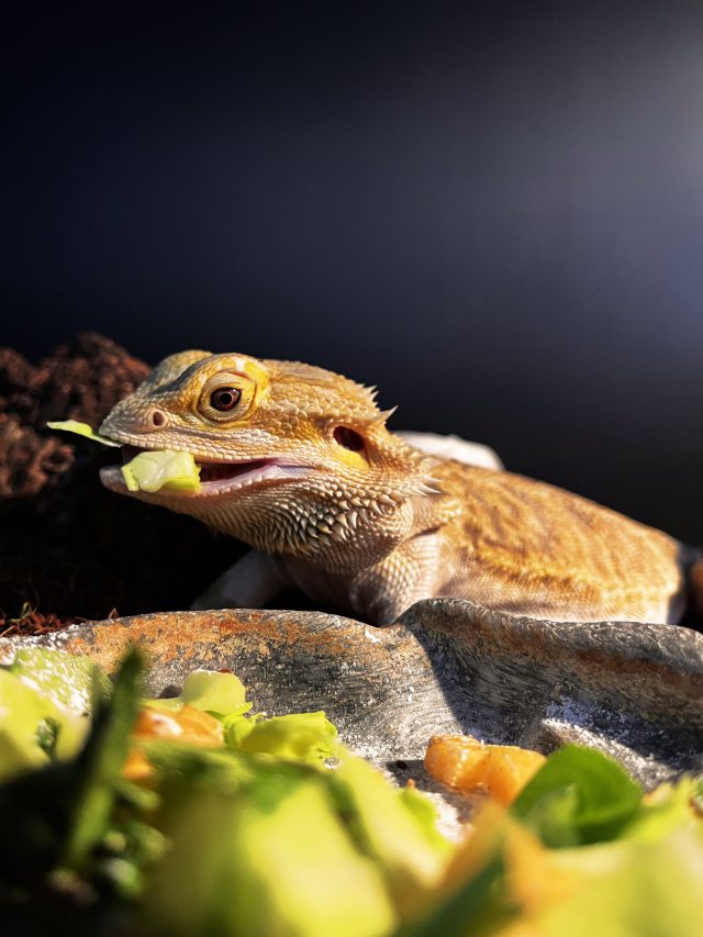 Répteis: temperatura, humidade e o que precisamos saber